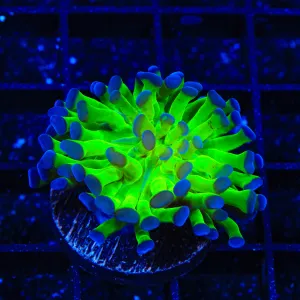 Bicolor Hammer Coral