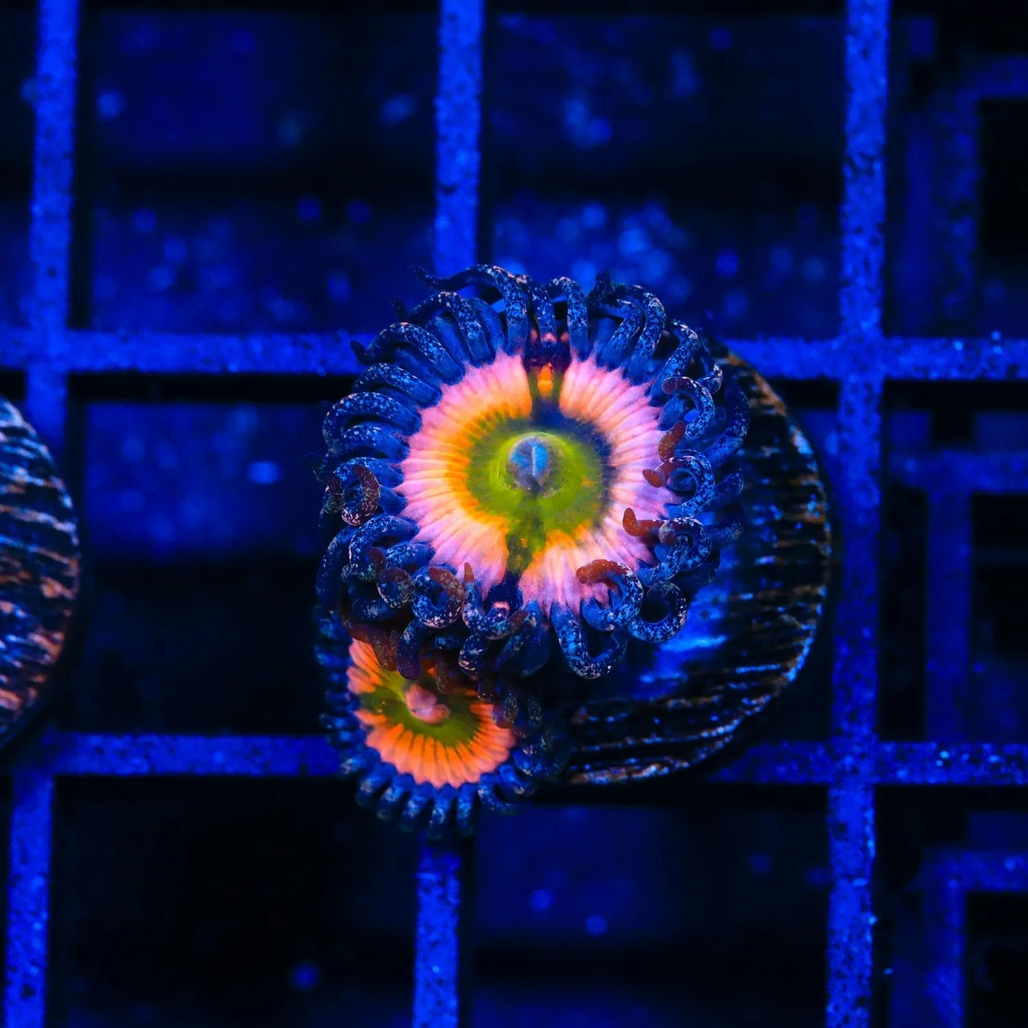 CB Rainbow Infusion Zoanthids Coral