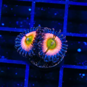 CB Rainbow Infusion Zoanthids Coral