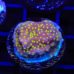 JF Yellow Fever Montipora Cap Coral