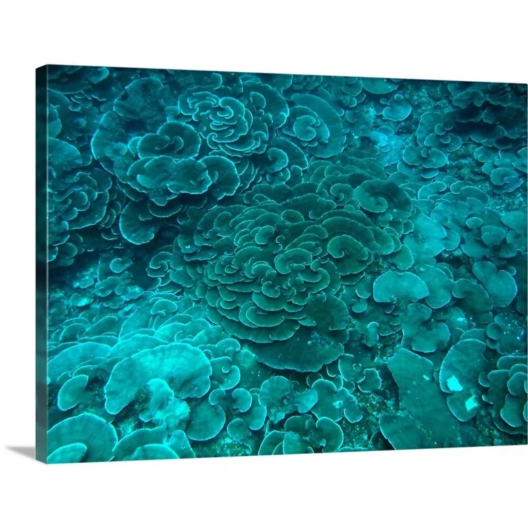 "Cabbage coral reef" Canvas Wall Art