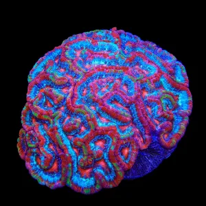 Rainbow Wilsoni Colony Coral 4 - 5"