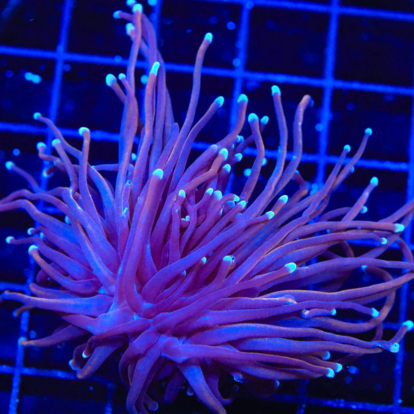 TSA Bizzaro Torch Coral