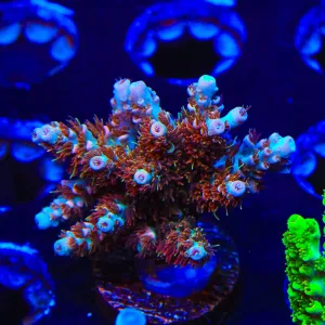 TSA Daydream Mini Colony Acropora Coral