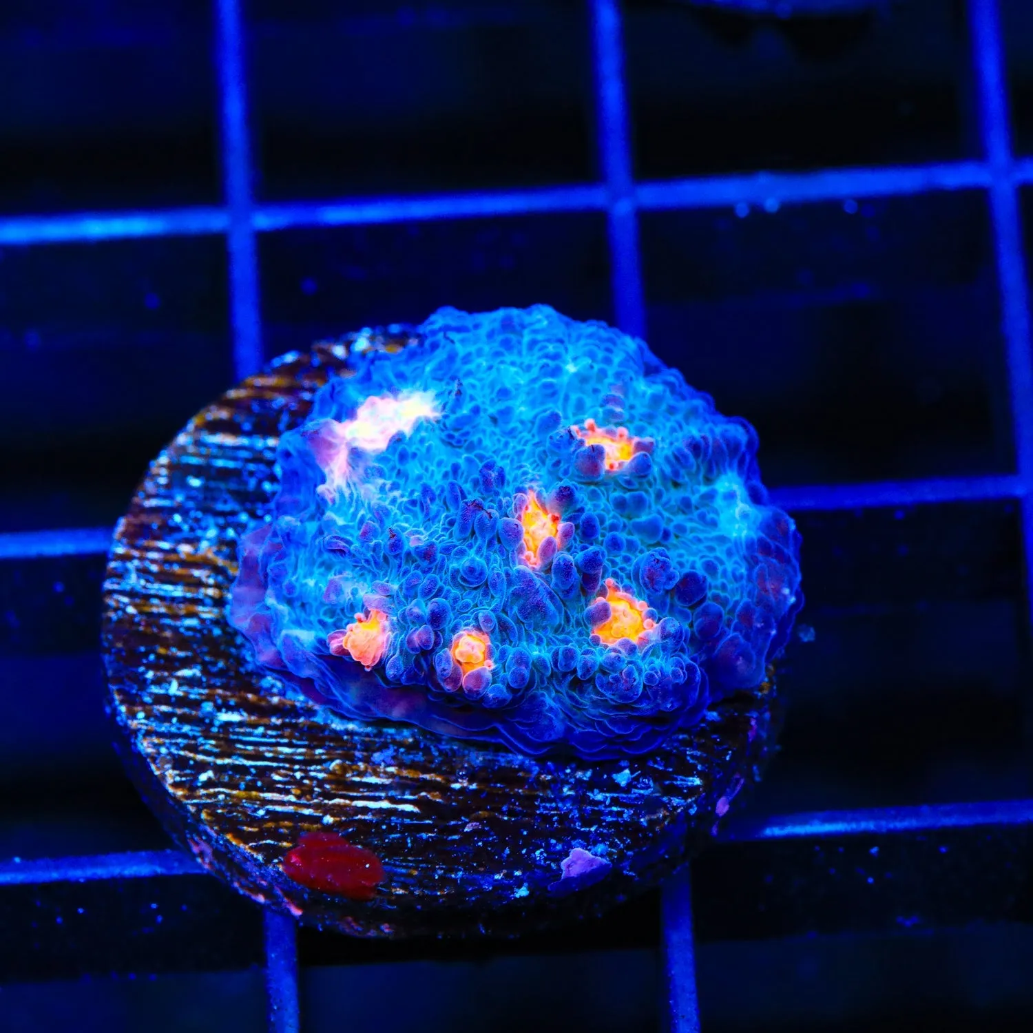 TSA Lava Pool Chalice Coral