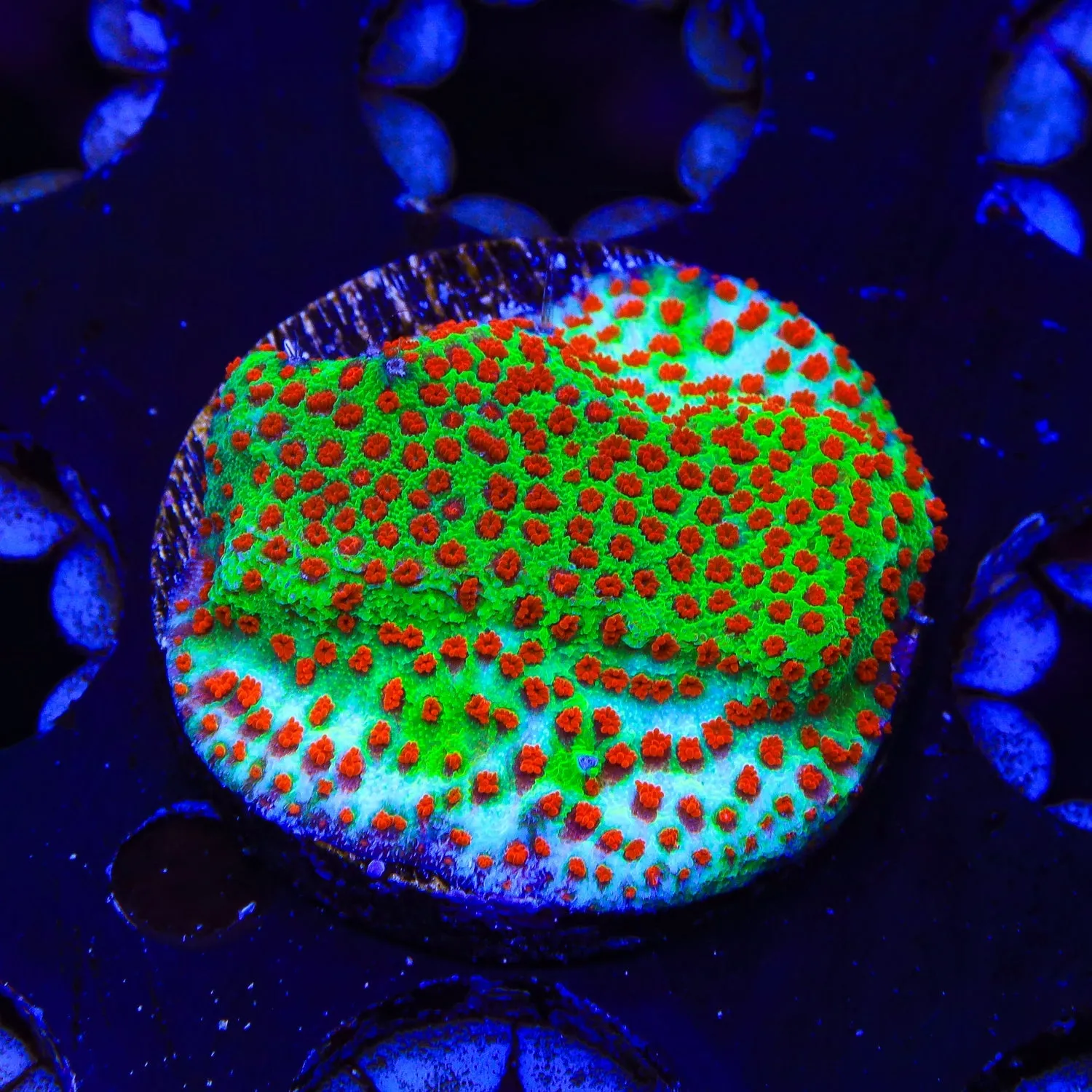 TSA McMonti Montipora Coral