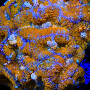 TSA Orange Smash Bounce Mushroom Coral