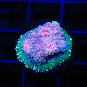 TSA Pink Flamingo Chalice Coral