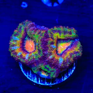 Ultra Rainbow Acan Coral