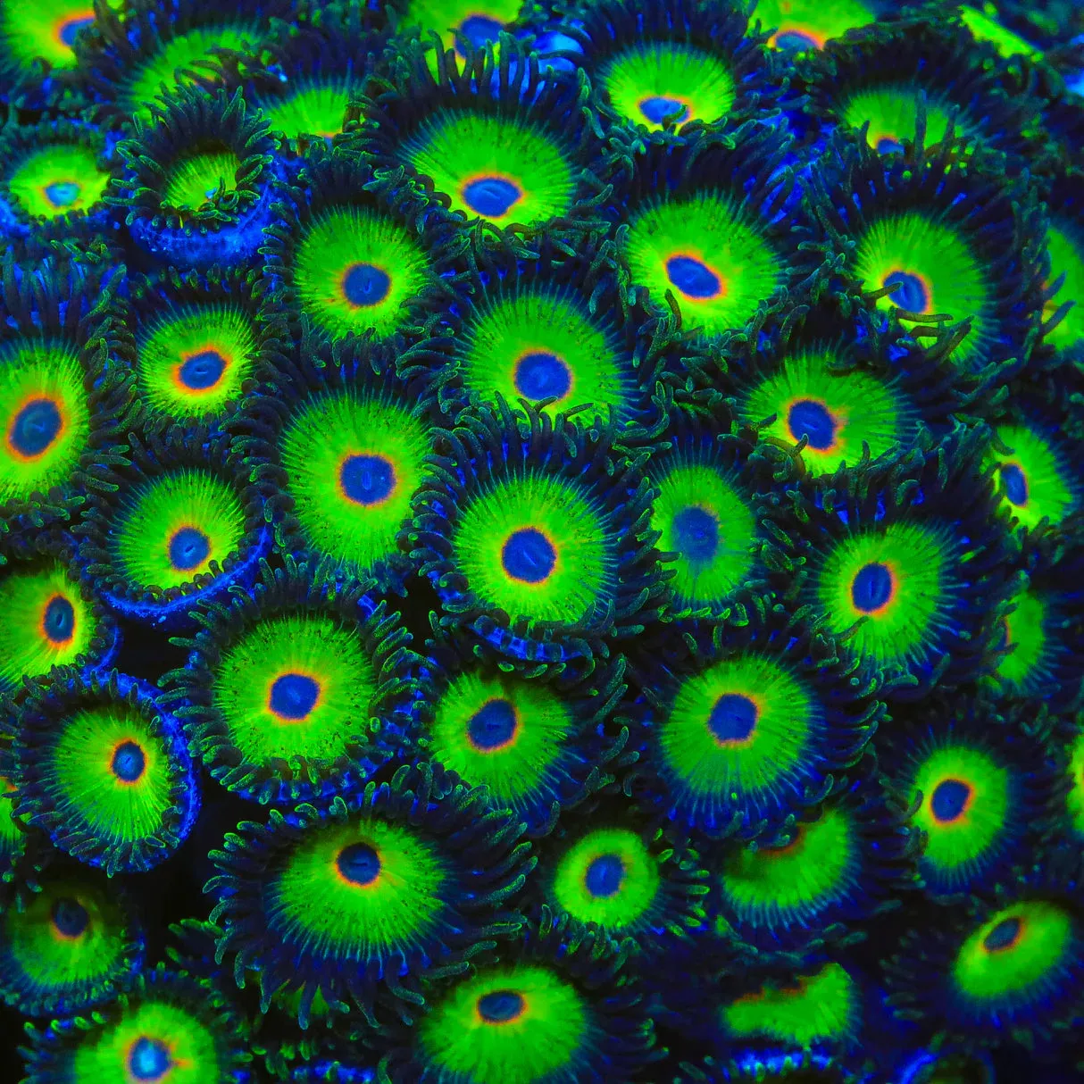 WWC Island Time Zoanthids Coral