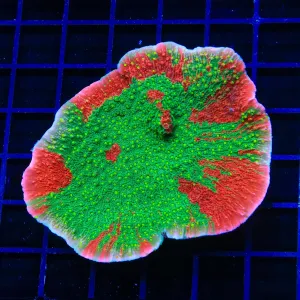 WWC Sunfire Montipora Cap Colony Coral