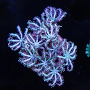 WWC Winters Pipe Organ Coral